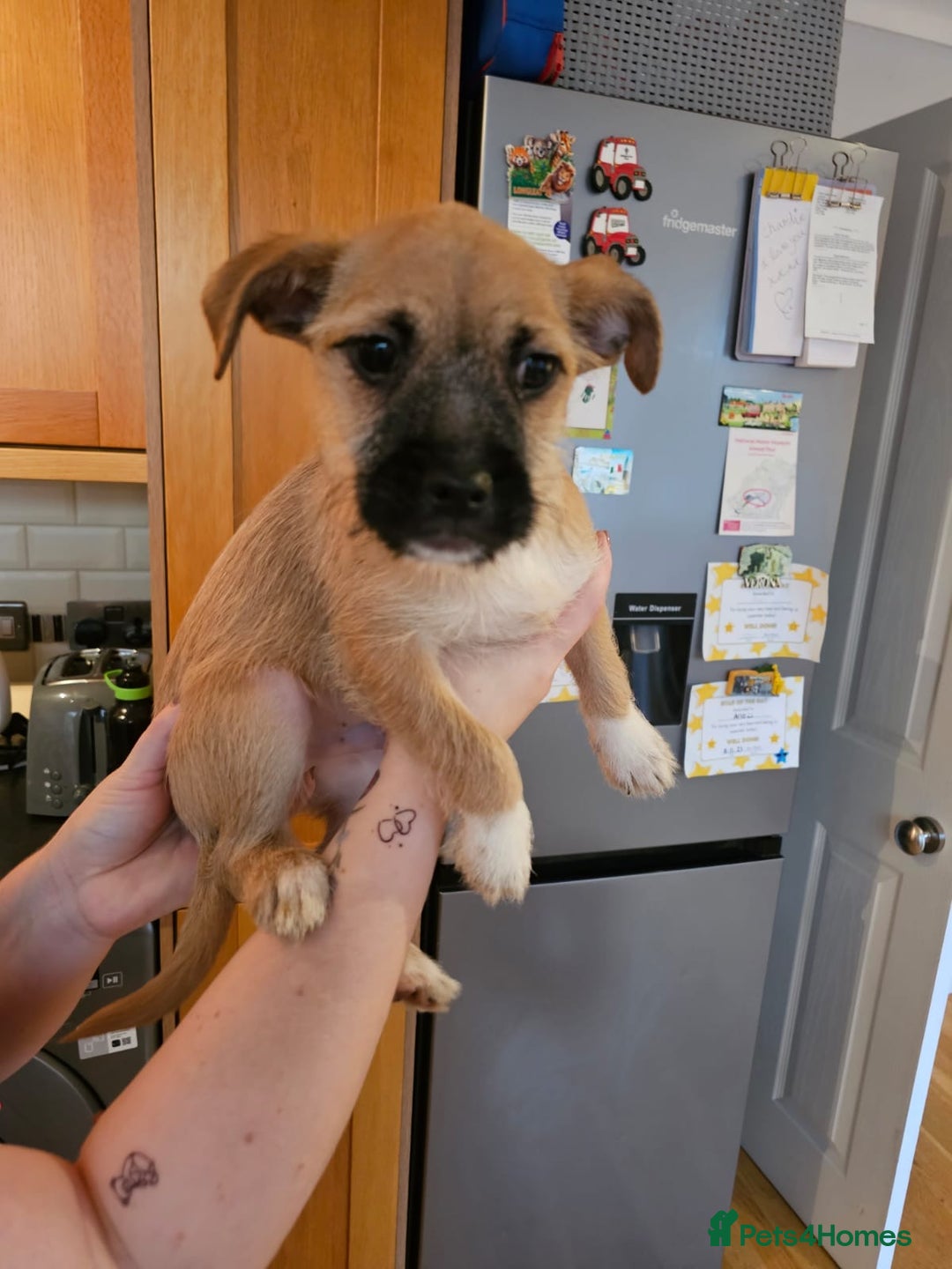 Mixed Breed dogs for sale: Chihuahua cross Jack Russell  - Advert 4