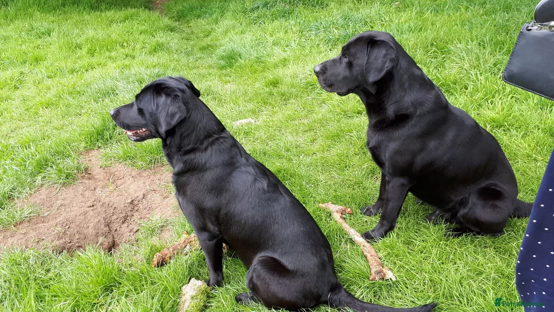 Labrador Retriever dogs for stud: KC Registered, fully health tested Labrador Stud - Advert 7