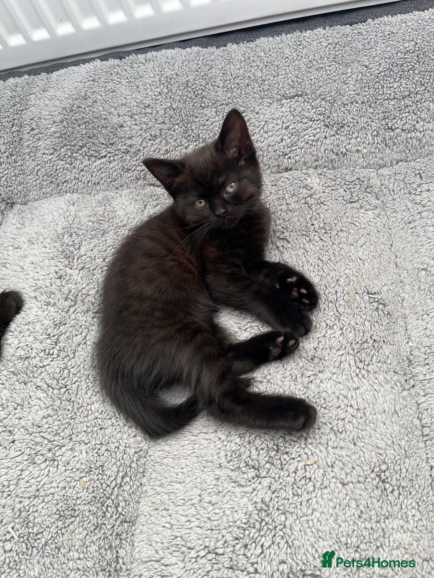 British Shorthair cats Beautiful Home-Raised British Shorthair Kittens - Advert 4