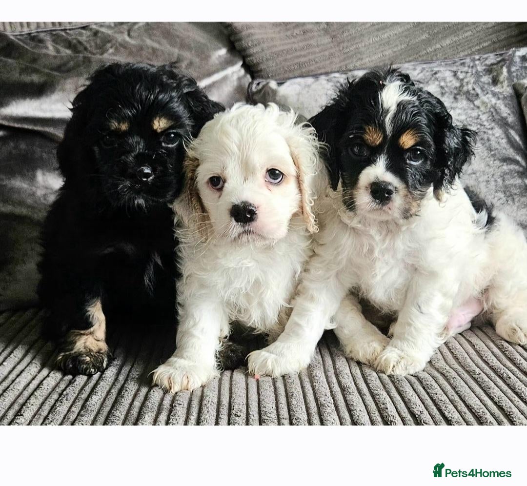Cockapoo dogs  F1b extensively DNA tested American cockerpoo  - Advert 5