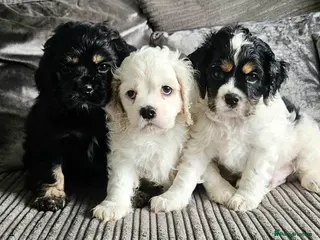 Cockapoo dogs F1b extensively DNA tested American cockerpoo - Advert 5
