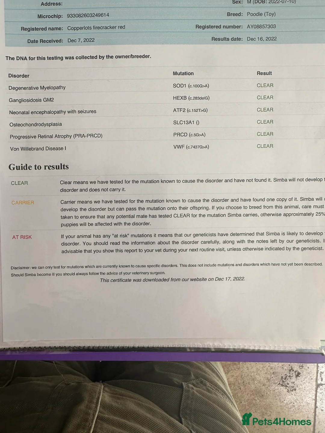 Toy Poodle dogs for stud: Health tested toy poodle for stud only  in Wisbech - Advert 5