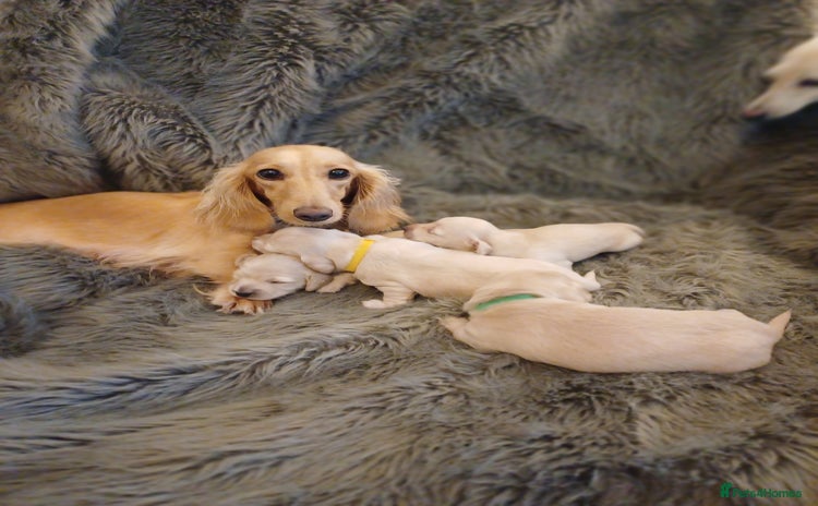 Miniature Dachshund dogs - Advert 9