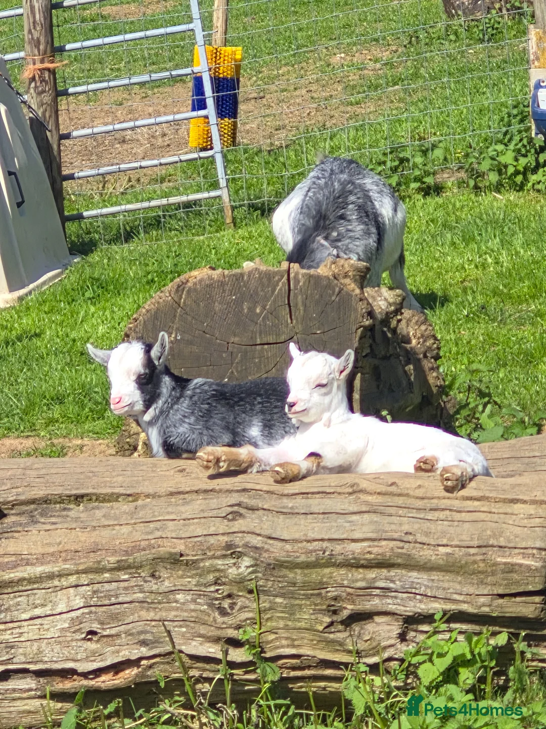 Goats livestock for sale: Pygmy goat wether twins - Advert 1