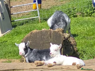 Goats livestock Pygmy goat wether twins - Advert 20