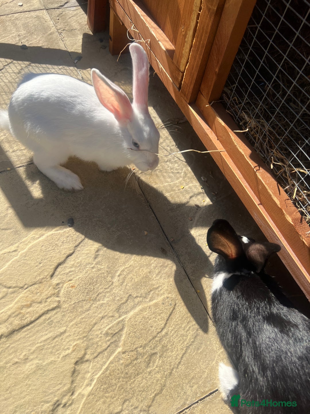 Mixed Breed rabbits for sale: Stunning blue eyed four bunnies ready for new home - Image 6
