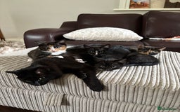 Mixed Breed cats for sale: 1 male mixed breed kitten - Image 6