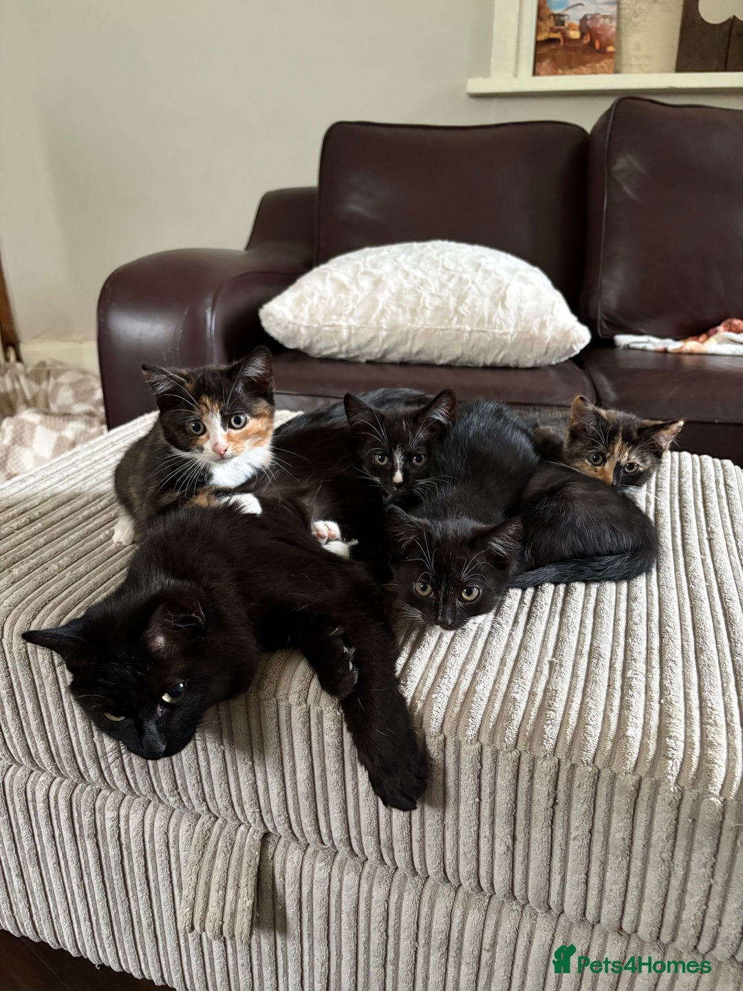 Mixed Breed cats for sale: 1 male mixed breed kitten - Image 6