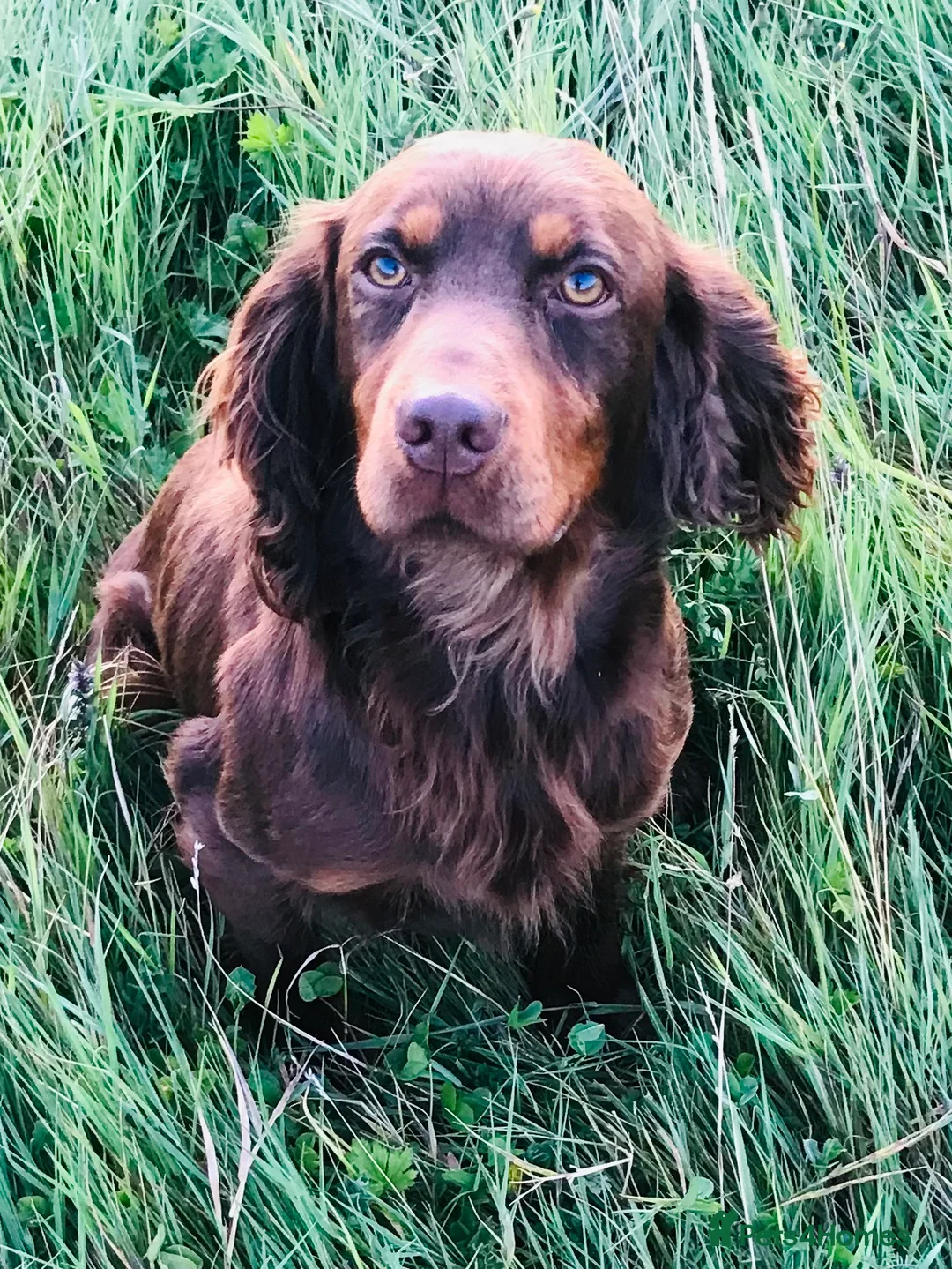 Cocker Spaniel dogs for stud: kc reg health tested working cockers - Advert 12