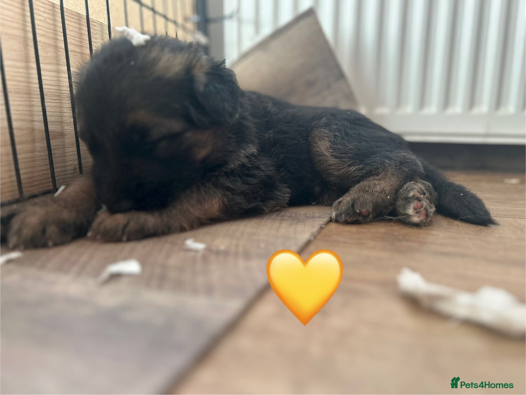 German Shepherd dogs for sale: Kc Registered German Shepherd Puppies - Advert 19