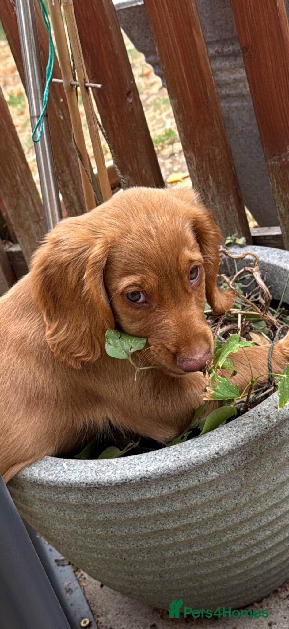 Cocker Spaniel dogs Last Boy Chester  Ready to Re home Cockers  - Advert 18