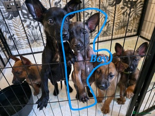 Belgian Shepherd Dog dogs Belgian malinois - Advert 1