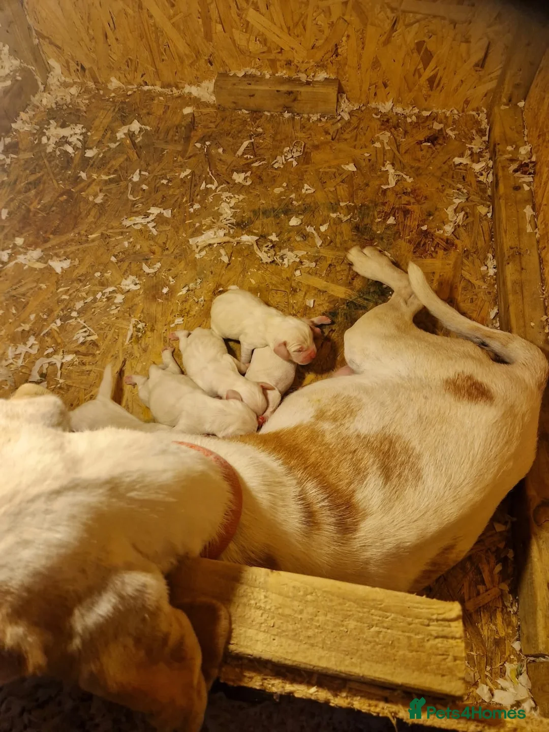 Beagle dogs for sale: 6 beagle puppies for sale in Witham - Advert 8