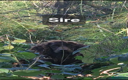 Sprocker dogs for sale: F1 Sprocker Puppies - Image 8