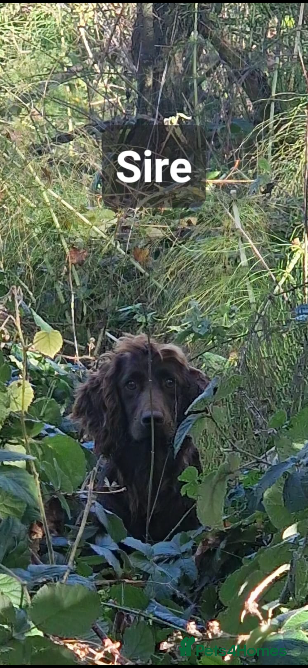 Sprocker dogs for sale: F1 Sprocker Puppies - Image 8