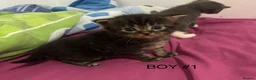 Mixed Breed cats for sale: Beautiful litter of 5 kittens - Advert 3