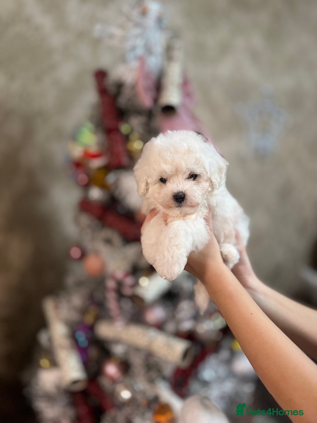 Bichon Frise dogs for sale: champion blood line bichon frise  - Advert 7