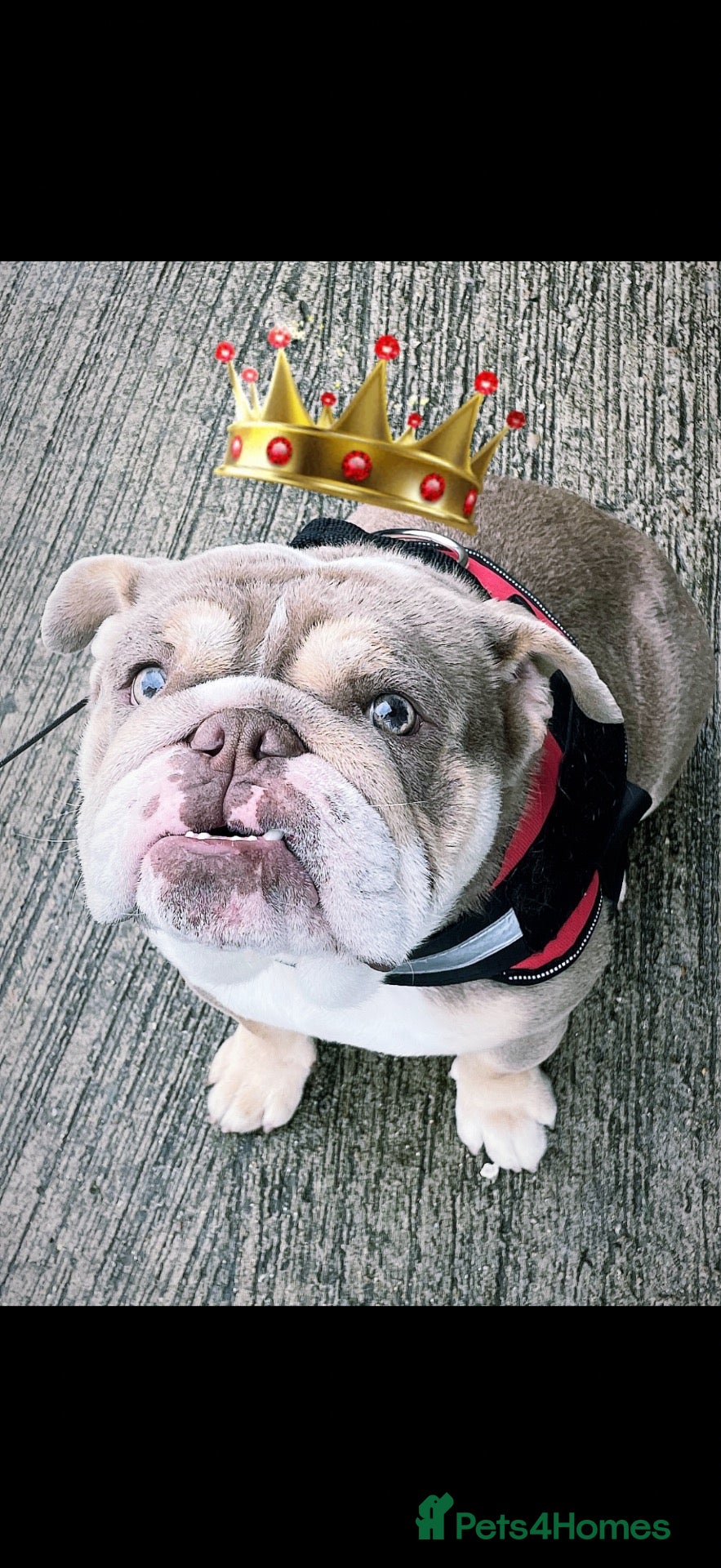 English Bulldog dogs Stunning English bulldog KC registered 💕💕💕 - Advert 4