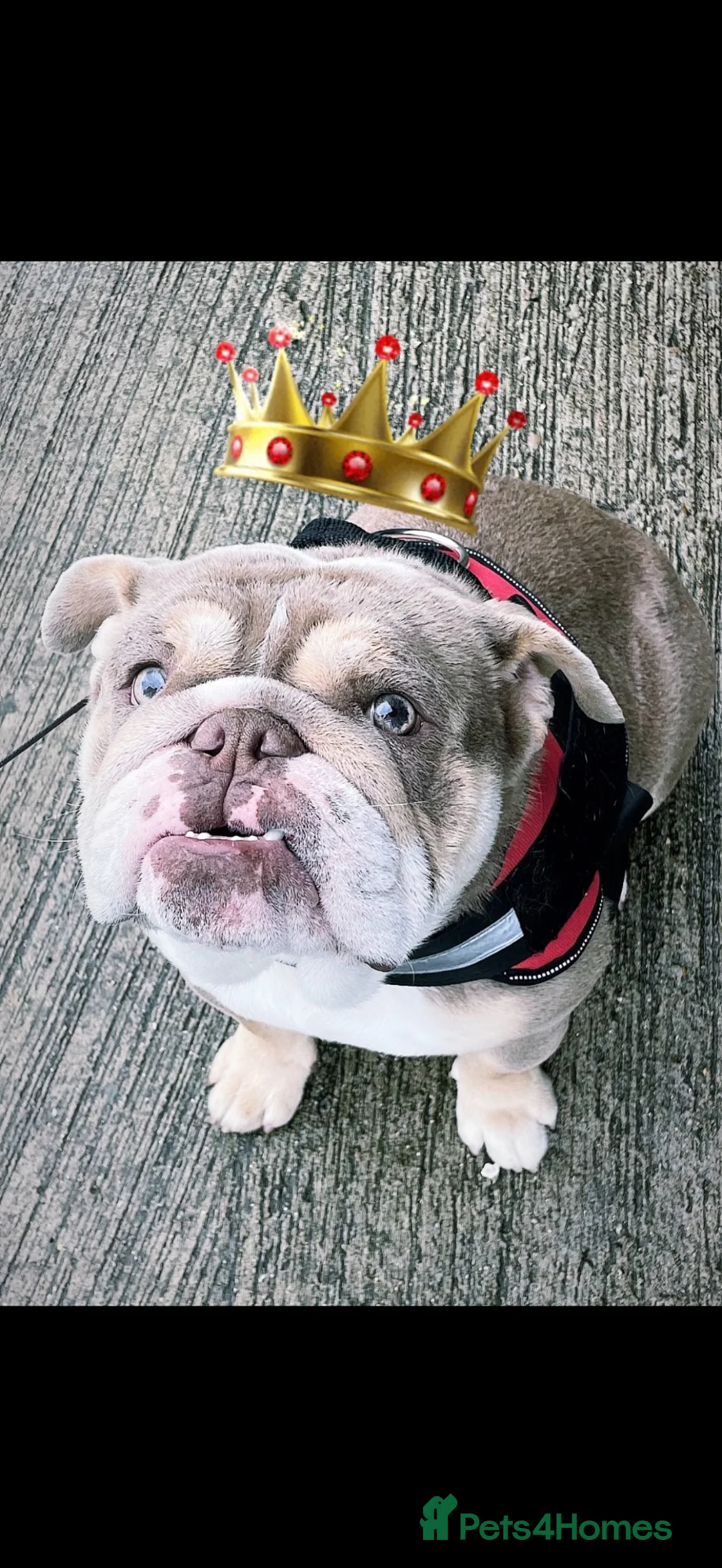 English Bulldog dogs for sale: Stunning English bulldog KC registered 💕💕💕 - Advert 1