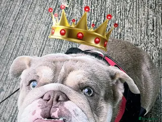 English Bulldog dogs Stunning English bulldog KC registered 💕💕💕 - Advert 3