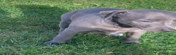 Italian Greyhound dogs for sale: KC italian greyhound puppie for sale  - Advert 4