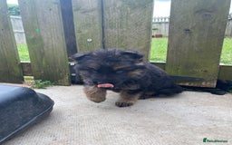 German Shepherd dogs for sale: Ready to leave 🐾 GSD Puppies - Image 24