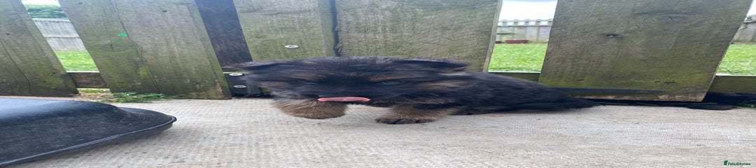 German Shepherd Puppy 5