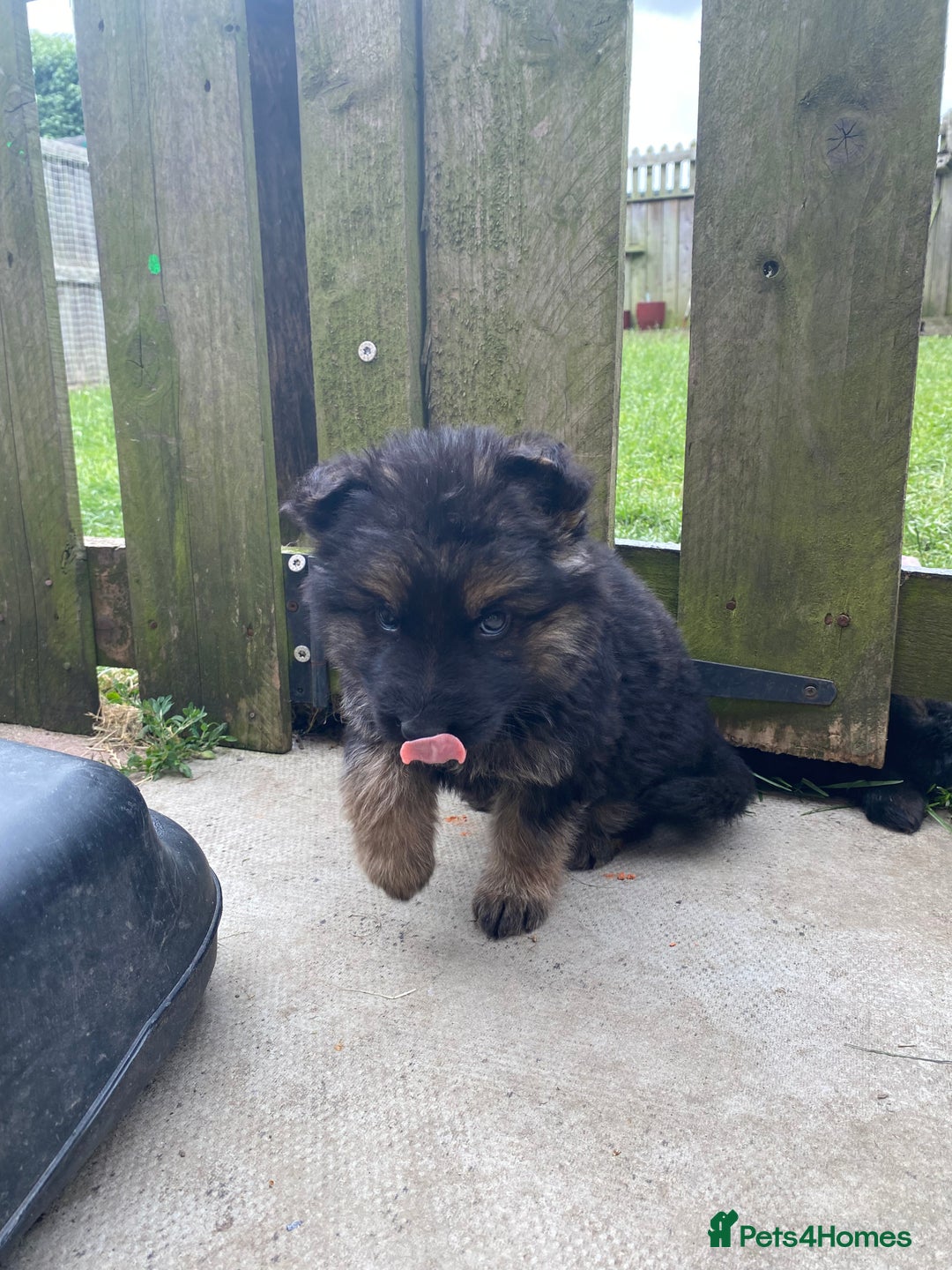 German Shepherd dogs for sale: Ready to leave 🐾 GSD Puppies - Image 24