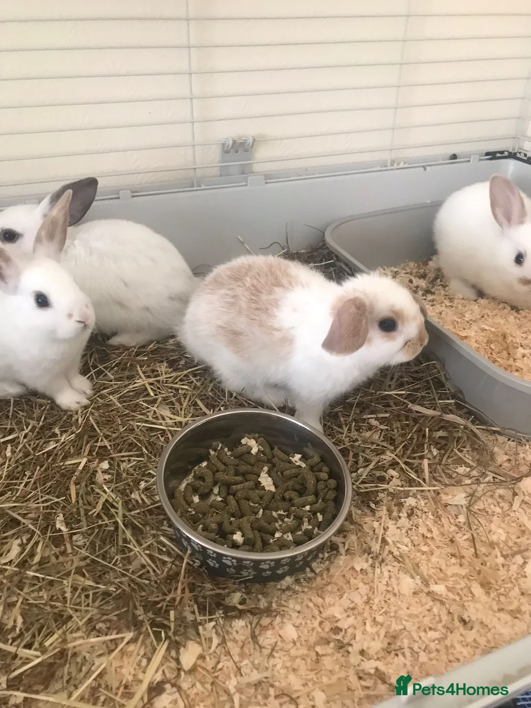 Mini Lop rabbits for sale: Baby rabbits  - Advert 1
