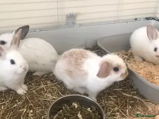 Mini Lop rabbits Baby rabbits - Advert 12