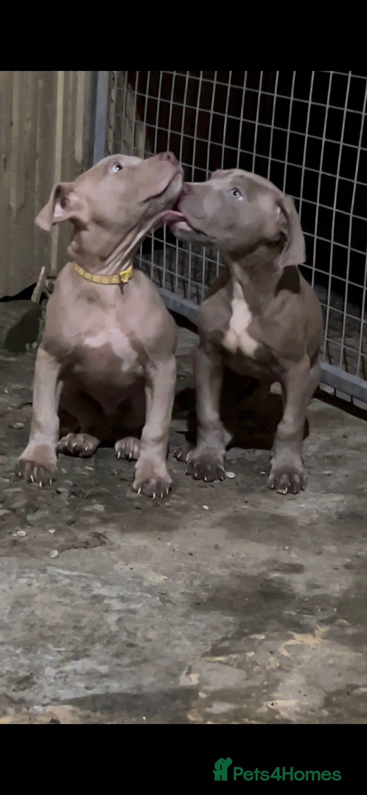 Mastiff dogs American Mastiff Males - Advert 1