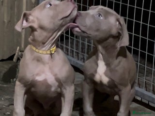 Mastiff dogs American Mastiff Males - Advert 5