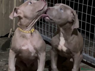 Mastiff dogs Mastiff Males - Advert 2