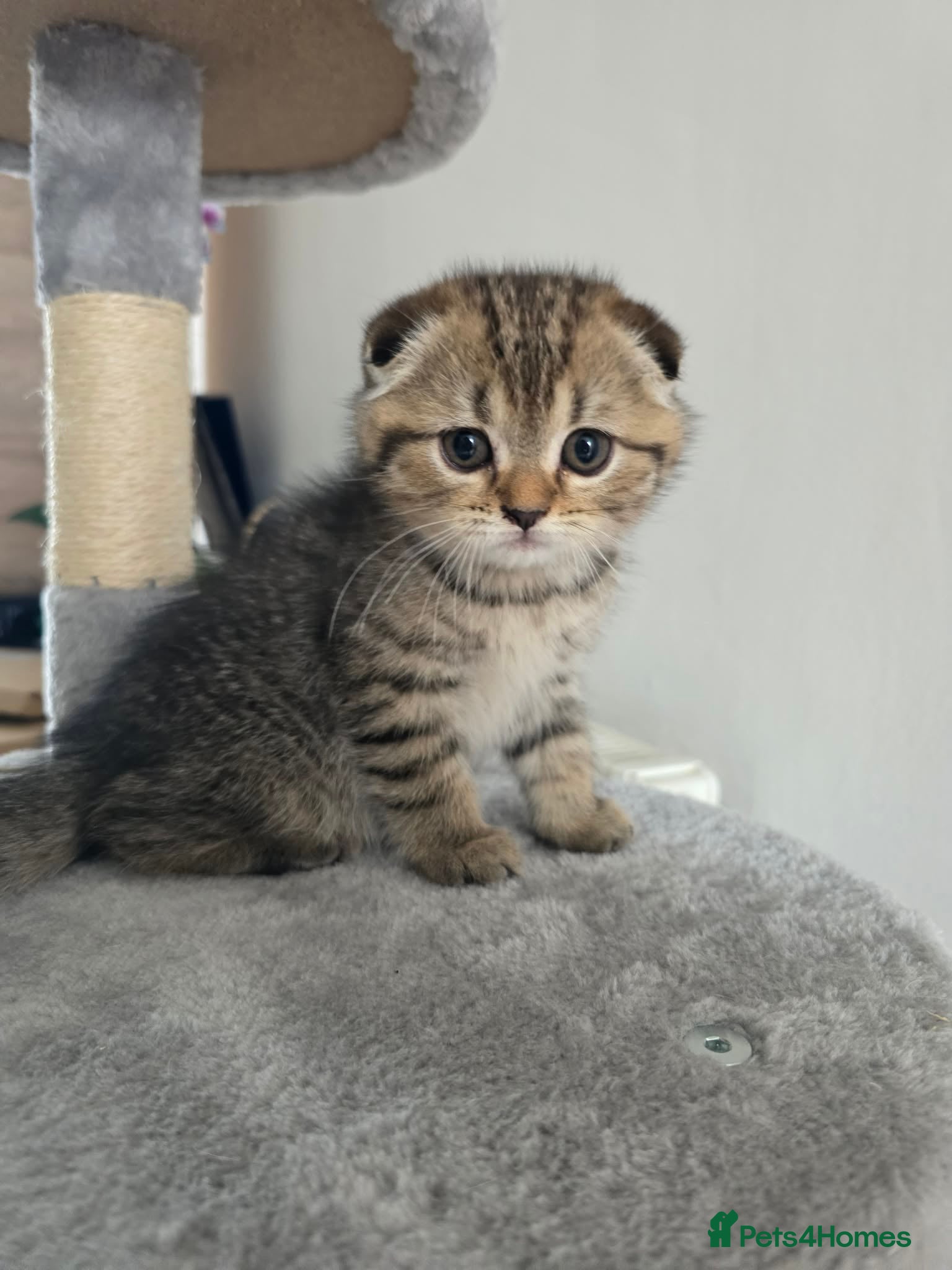 Scottish Fold cats Only 2 left!! Beautiful Scottish Fold Kittens  - Advert 1