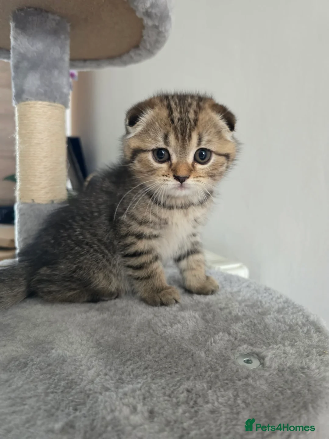 Scottish Fold cats for sale: Only 2 left!! Beautiful Scottish Fold Kittens  - Advert 2
