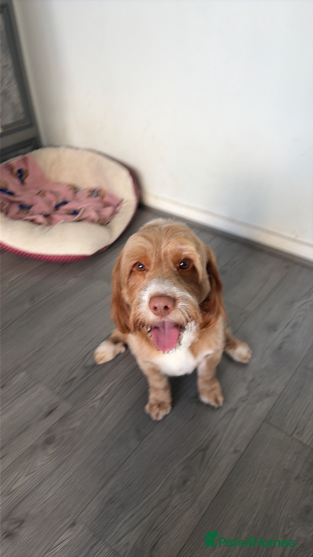 Cockapoo dogs Stud my dog - Advert 12