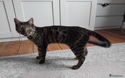 Bengal cats for sale: Beautiful Bengal Female  - Image 3