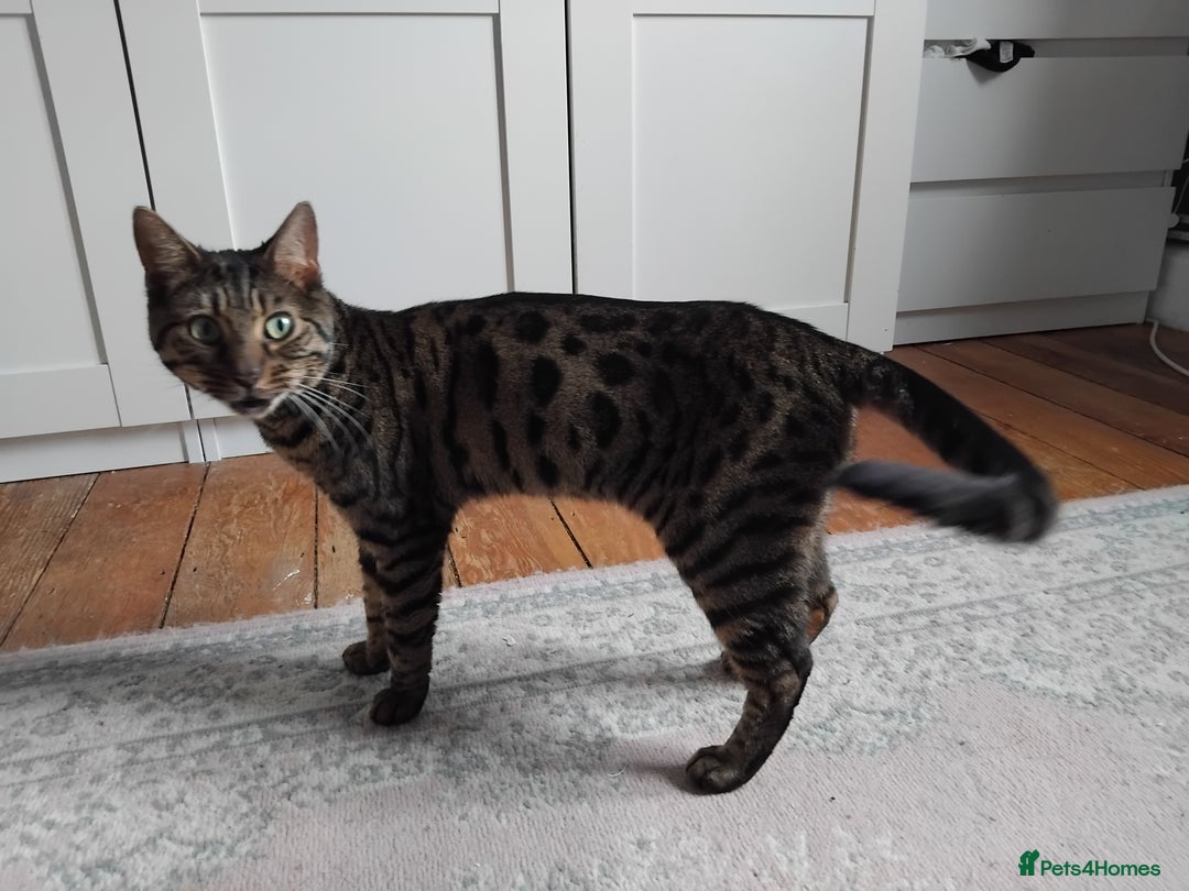 Bengal cats for sale: Beautiful Bengal Female  - Image 3