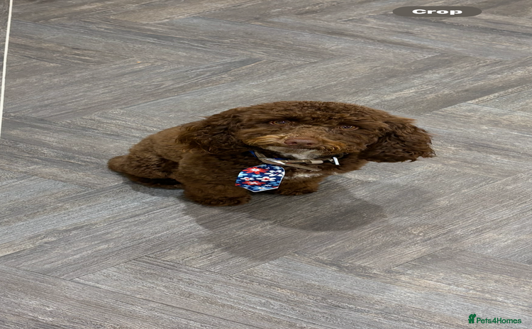 Toy Poodle dogs Beautiful boy  - Advert 1