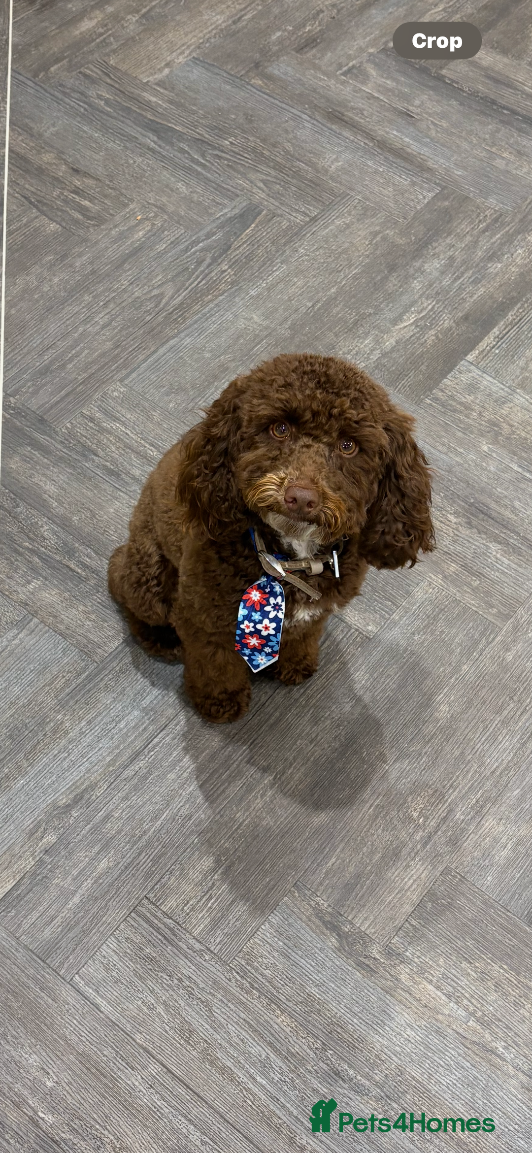 Toy Poodle dogs for sale: Beautiful boy  - Advert 1