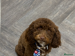 Toy Poodle dogs Beautiful boy - Advert 1