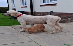 Goldendoodle dogs for sale: Gorgeous standard goldendoodle pups. - Image 14