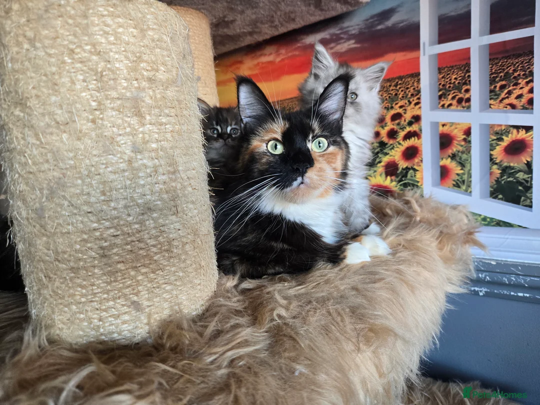 Maine Coon cats for sale: Stunning GCCF Maine Coon kittens - Advert 2