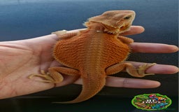 Bearded Dragon reptiles for sale: Bearded dragon Holdback release at HT exotics! - Image 7