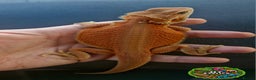Bearded Dragon reptiles for sale: Bearded dragon Holdback release at HT exotics! - Advert 7