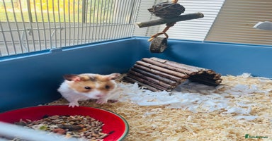 Hamster rodents - Advert 15