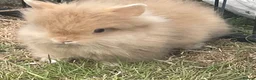 Lionhead rabbits for sale: Pure Lionhead bunnies  - Advert 6