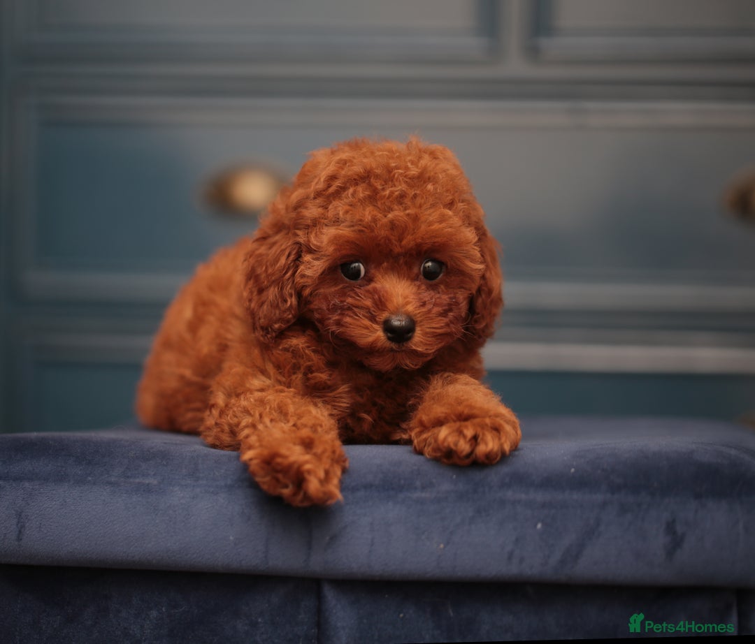 Toy Poodle dogs for sale: ASIAN TOY POODLE PUPPIES - Image 5