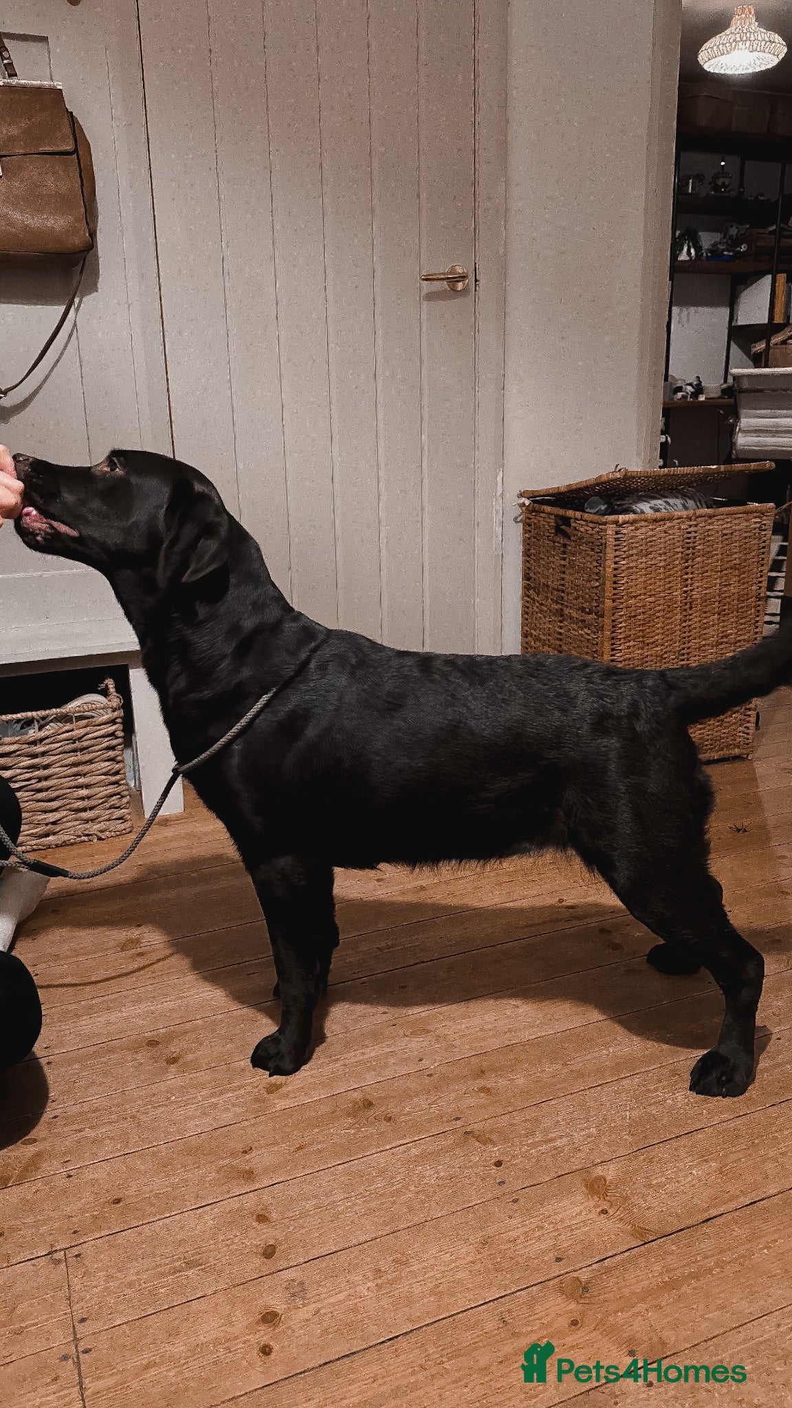 Labrador Retriever dogs Expecting - KC Chocolate Labrador Puppies  - Advert 2