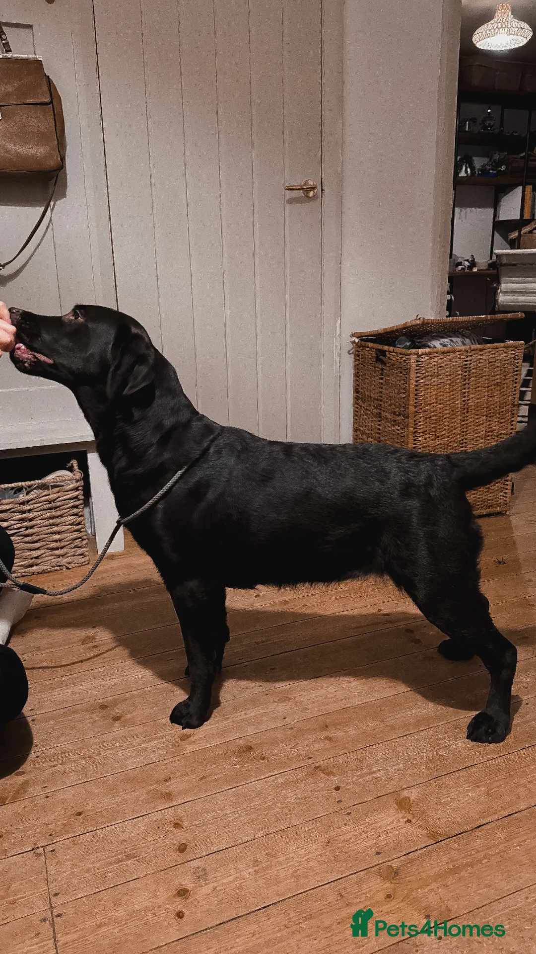 Labrador Retriever dogs for sale: Expecting - KC Chocolate Labrador Puppies  - Advert 2